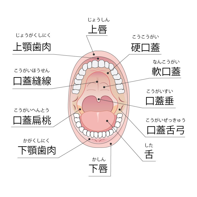 上顎 の 奥 が 痛い 風邪